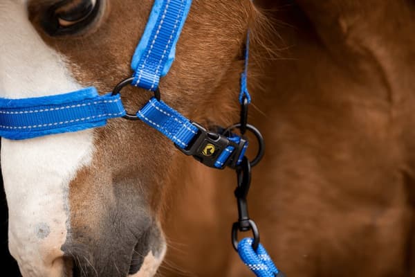 Fremragende Horse Superior Halter XS Mini Føl Blå