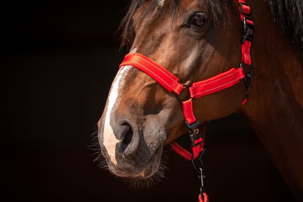 Utmerket Horse Superior Grime XS Mini Føll Rød