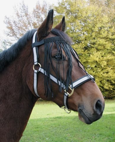 Fly Fringe Strap Full