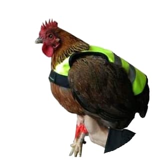 Gaun kylling vest