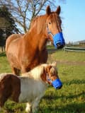 Miniatyrbillede 2 af 4: Græssende næseparti Zephyr Short Cob (Fuldblod)