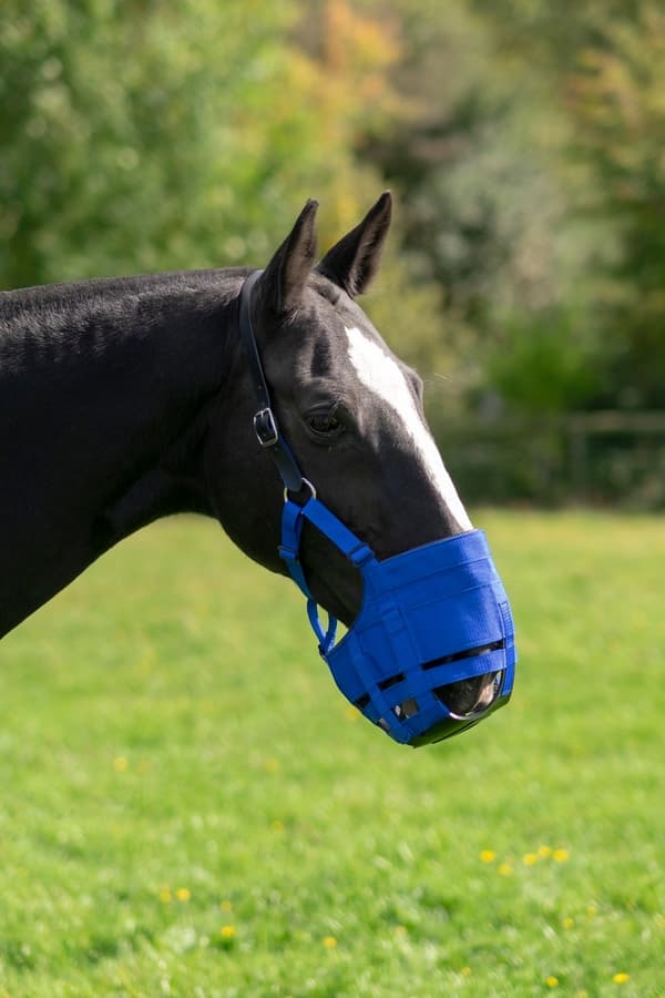 Betande nosparti Zephyr Short Cob (fullblod)