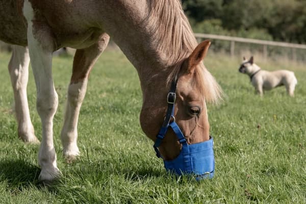 Beitende snute The Ultimate Muzzle Pony