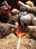Pikkukuva 4 / 4: Hentastic Fun Feeder, ihanteellinen Chick Sticksille