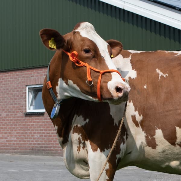 Halter Calf justerbar bred oransje