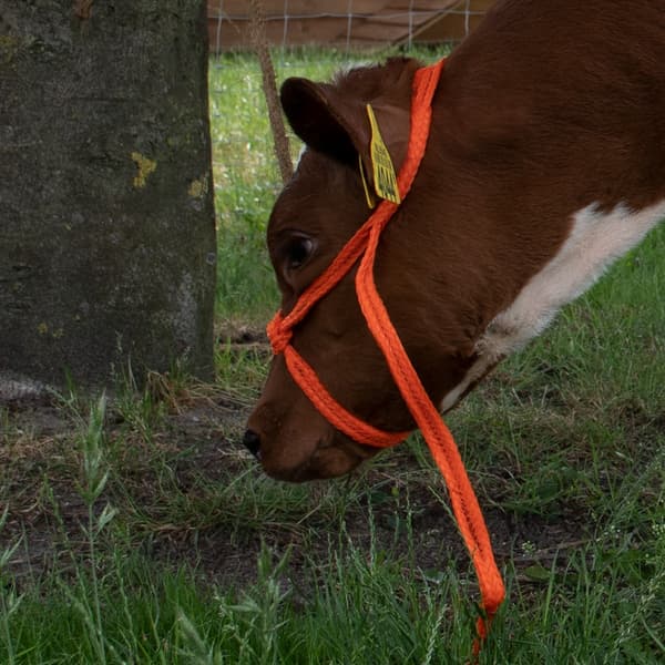 Halter Calf justerbar bred oransje
