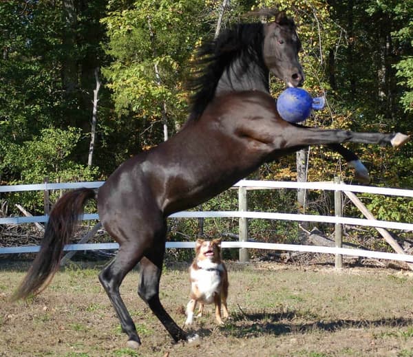 Jolly Ball 20cm rød hest og hund