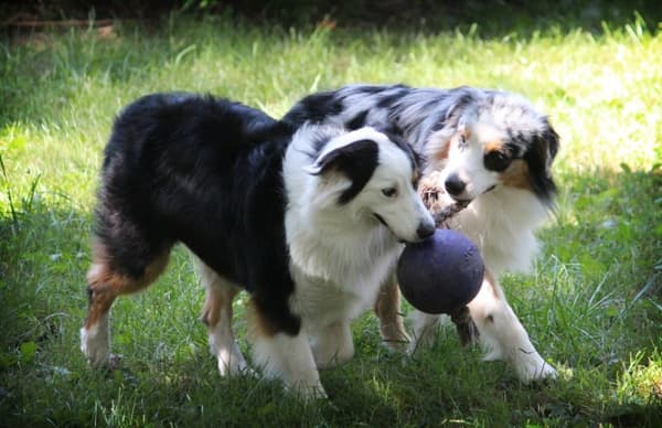 Jolly Ball Romp-n-Roll 10 cm Blå