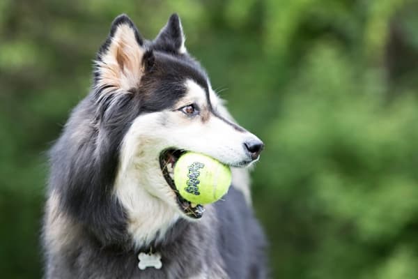 KONG Air Squeaker Tennispallo L 7,6 cm 1 kpl.