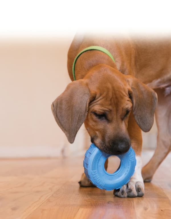 Kong Puppy Traxx S 8,8 cm x 3,1 cm Blå eller Rose