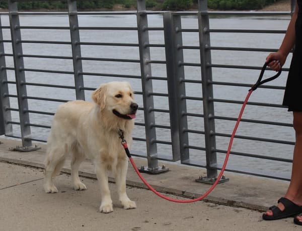 KONG Rope slip leash One Size Black