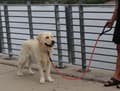 Miniatyrbilde 4 av 5: KONG Rope slip leash One Size Black