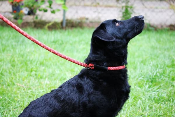 KONG Rope slip leash One Size Black