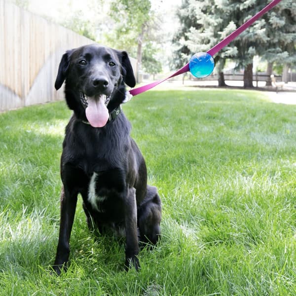 KONG TagALong Ball Medium