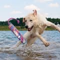 Miniatyrbild 3 av 3: KONG Wild Shieldz Training Dummy Swirl Sm/Md