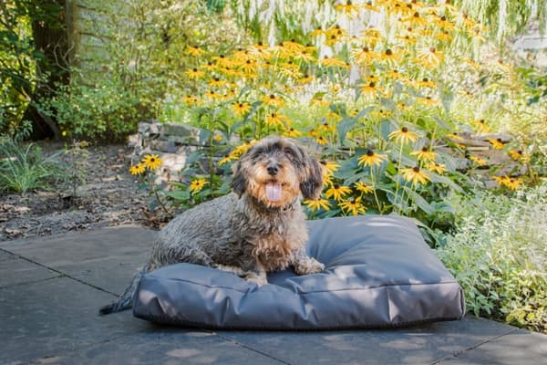 Let&#039;s Sleep Cushy Cloud Outdoor Hundeseng M antracit
