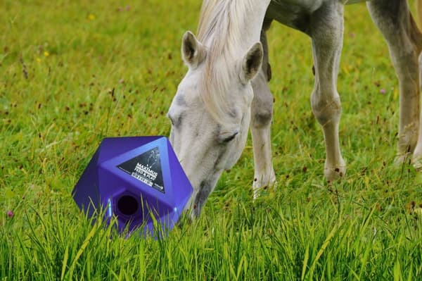 Maximus Feed &amp; Pelaa Pinkkiä