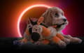 Pikkukuva 3 / 3: Retrodog Donkey Orange M