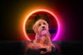 Pikkukuva 2 / 3: Retrodog Donkey Orange M