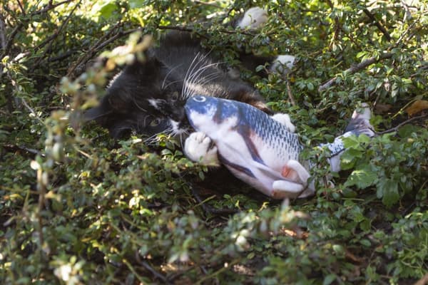 Robocat ørret