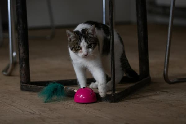 Robocat grå mus