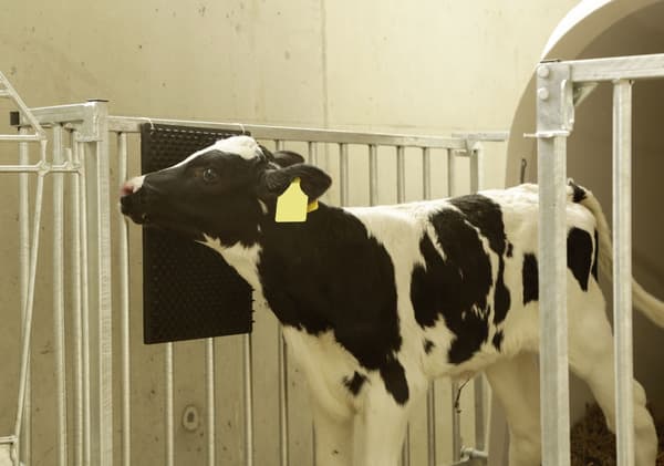 Skrapematte for hest, kalv, geit svart (L40xB30cm)