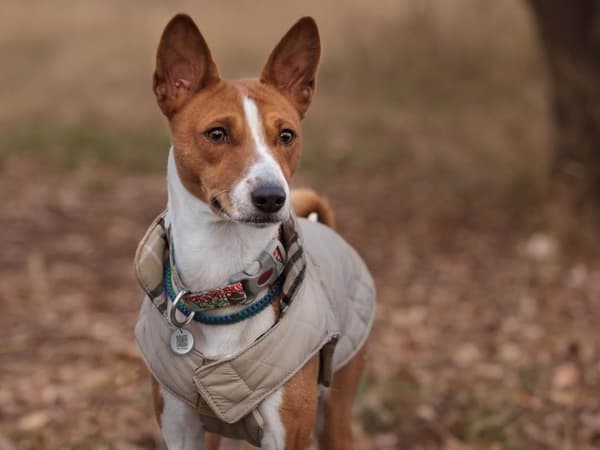 Plettet! Pro Hund og Kat Lille