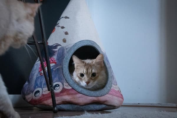 Takara Cherry Blossom tipi