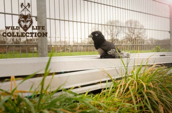 Wild Life Dog Raven