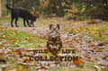 Pikkukuva 3 / 4: Wild Life Dog Rabbit