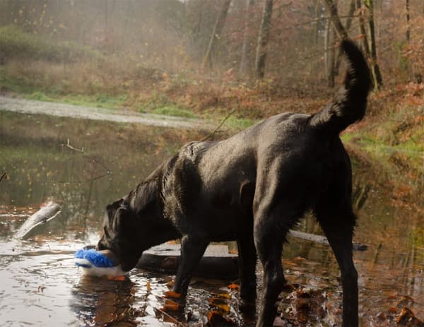 Wild Life Dog Duck