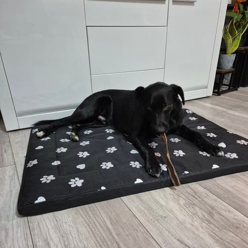 Hundeseng 100x70cm Purlov 24862