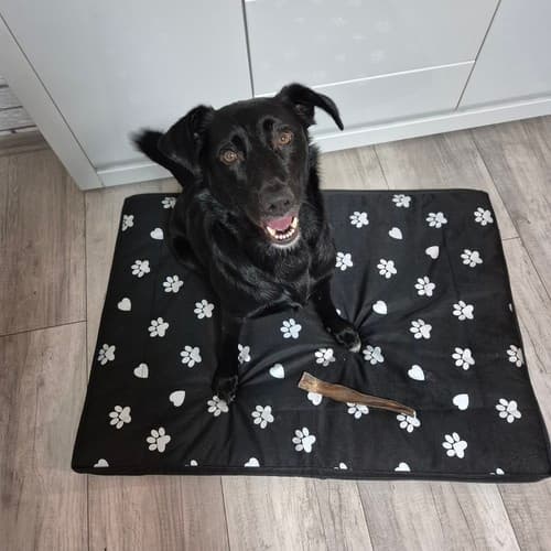Hundeseng 100x70cm Purlov 24862