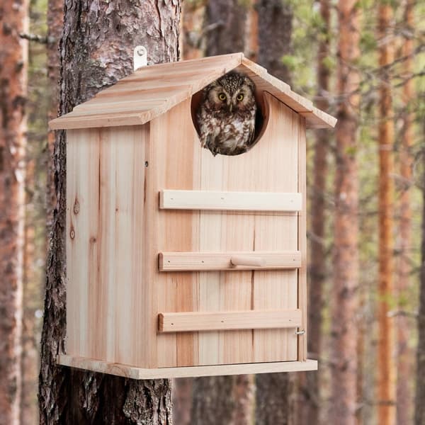 Uglered Box Wood