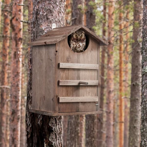 Uglered Box Wood
