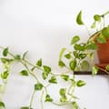 Miniatyrbilde 2 av 7: Selvklebende planteklips i sett med 240 stk