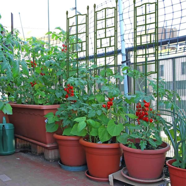 Trellis sett på 3 124 cm