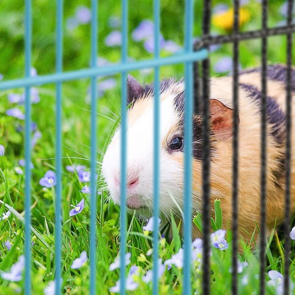 Vapauden aita pienille eläimille monivärinen