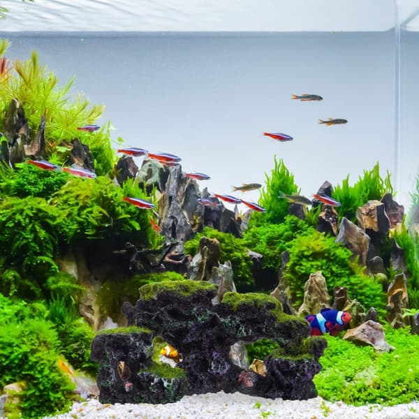 Akvarium dekorasjon, akvarium tilbehør stein