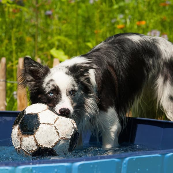 Blå hundepool