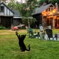 Miniatyrbild 2 av 6: Dekorativt objekt Katt 01