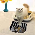 Miniatyrbillede 1 af 2: Kattebakkemåtte Kdkafa0043