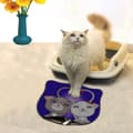 Miniatyrbillede 1 af 2: Kattebakkemåtte Kdkafa0086