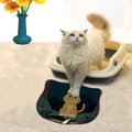 Miniatyrbillede 1 af 2: Kattebakkemåtte Kdkafa0145