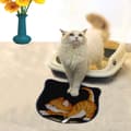 Miniatyrbild 1 av 2: Kattsand Mat Kdkafa0118