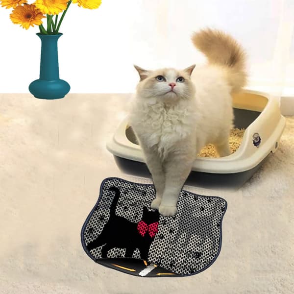 Kattebakkemåtte Kdkafa0111