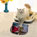 Miniatyrbild 1 av 2: Kattsand Mat Kdkafa0175