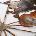 Miniatyrbilde 5 av 7: Dekorativt metallveggtilbehør verdenskart stort - 3