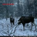 Miniatyrbillede 8 af 9: Wildlife Kamera | 4K@10fps | 50 MPixel | 5 MPixel CMOS | IP65 | Sort No-Glow IR | Nattesyn | Synsvinkel: 60 ° | Bevægelsessensor | Detektionsvinkel: 1