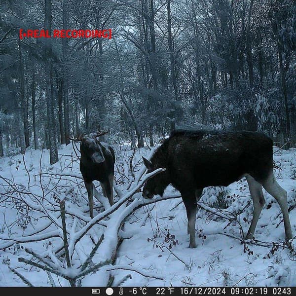 Wildlife Kamera | 4K@10fps | 50 MPixel | 5 MPixel CMOS | IP65 | Sort No-Glow IR | Nattesyn | Synsvinkel: 60 ° | Bevægelsessensor | Detektionsvinkel: 1